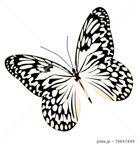 Realistic butterfly white black colors isolated on white background Realistic butterfly white black colors isolated on white background 78647899