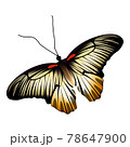 Realistic yellow black color butterfly isolated on white background 78647900