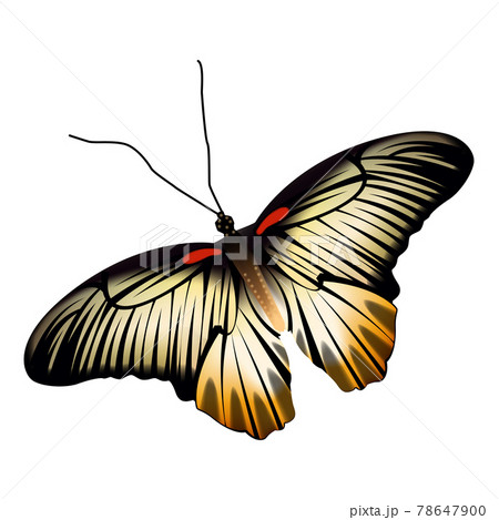Realistic yellow black color butterfly isolated on white background Realistic yellow black color butterfly isolated on white background 78647900