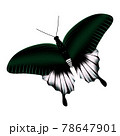 Realistic butterfly white-green colors isolated on white background 78647901