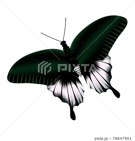 Realistic butterfly white-green colors isolated on white background 78647901