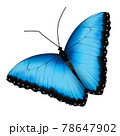 Realistic blue black butterfly isolated on white background 78647902
