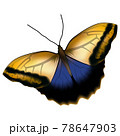 Realistic blue yellow butterfly isolated on white background 78647903