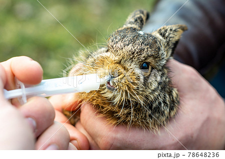 A little gray and wild bunny drinks milk from a syringe. A little gray and wild bunny drinks milk from a syringe. 78648236