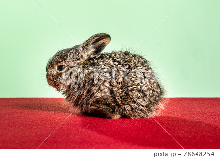 Gray forest bunny nana on red background, cute and small. Gray forest bunny nana on red background, cute and small. 78648254
