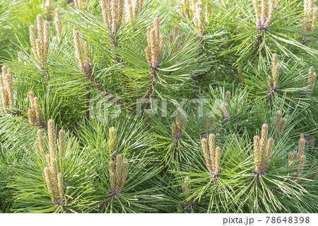 beautiful pine branches close up as background beautiful pine branches close up as background 78648398