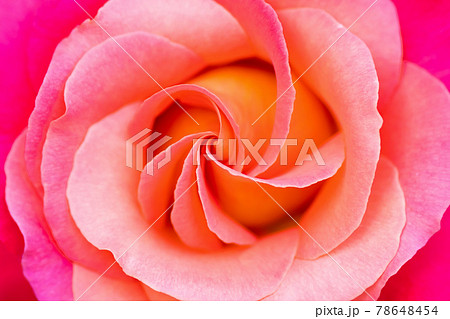 Beautiful rose flower close-up. Live flower of pink color. Floral natural background Beautiful rose flower close-up. Live flower of pink color. Floral natural background 78648454