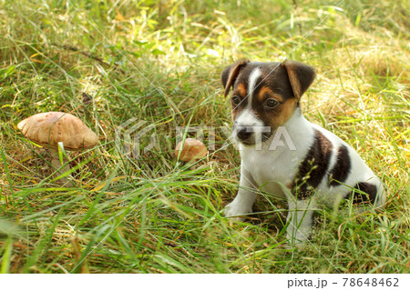 Jack Russell terrier puppy in low forest grass, lit by sun, two scaber stalk mushrooms next to her. Jack Russell terrier puppy in low forest grass, lit by sun, two scaber stalk mushrooms next to her. 78648462