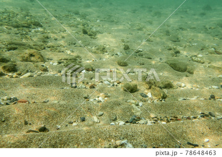 Underwater photo, sea bottom surface, sand with small rocks. Abstract marine background. Underwater photo, sea bottom surface, sand with small rocks. Abstract marine background. 78648463