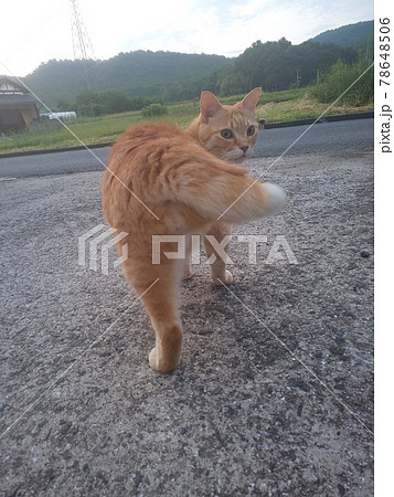 茶トラ猫 かぎしっぽ 茶トラ猫 かぎしっぽ 78648506