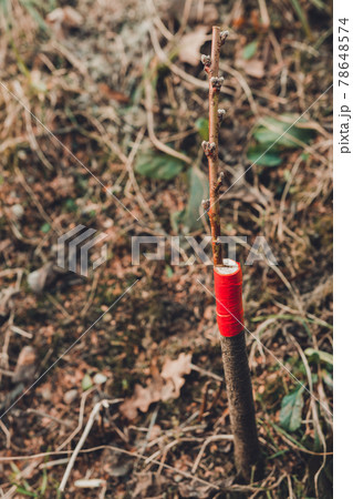 Live cuttings at grafting apple tree in cleft with growing buds, young leaves and flowers. Closeup. Live cuttings at grafting apple tree in cleft with growing buds, young leaves and flowers. Closeup. 78648574