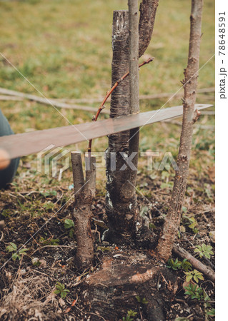 A female gardener cuts a hand in the garden in the garden young, non-fertile tree for the inoculation of fertile fruit tree 78648591
