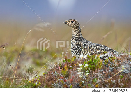 Rock ptarmigan sitting on moorland in Icenalnd from side Rock ptarmigan sitting on moorland in Icenalnd from side 78649323