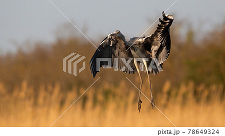Grey heron landing on field in orange spring sunlight 78649324