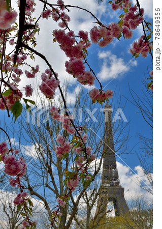 フランス・パリ、シャンドマルス公園に咲いている桜とエッフェル塔、2021年 78649356