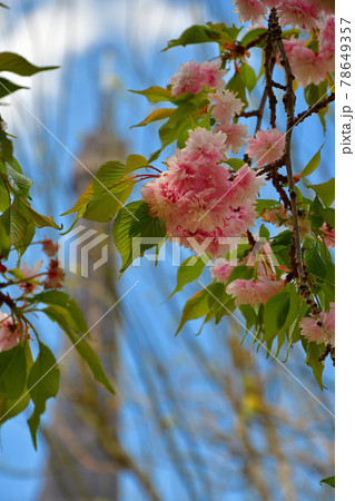 フランス・パリ、シャンドマルス公園に咲いている桜とエッフェル塔、2021年 フランス・パリ、シャンドマルス公園に咲いている桜とエッフェル塔、2021年 78649357