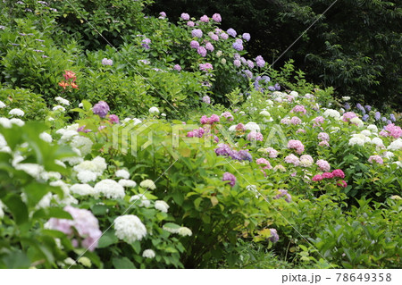 あじさい 茶屋ヶ坂公園 あじさい 茶屋ヶ坂公園 78649358