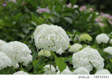 あじさい　茶屋ヶ坂公園 78649361