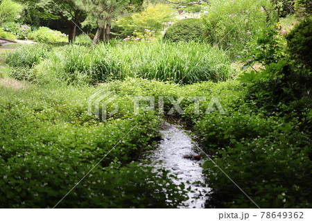 あじさい 茶屋ヶ坂公園 あじさい 茶屋ヶ坂公園 78649362