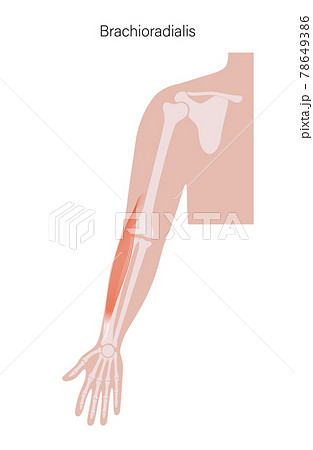 Muscular system arms 78649386