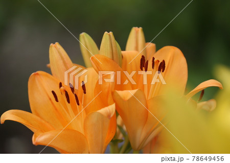 ユリとあじさい 茶屋ヶ坂公園 ユリとあじさい 茶屋ヶ坂公園 78649456