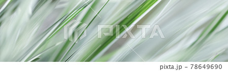 Decorative green and white grass. Arrhenatherum elatius bulbosum variegatum. Soft focus. Natural background. 78649690