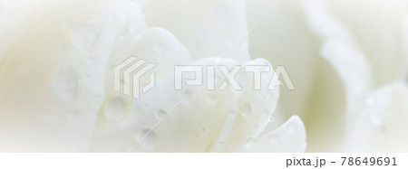 Abstract floral background, white tulip flower with drops of rain. Macro flowers backdrop for holiday brand design 78649691
