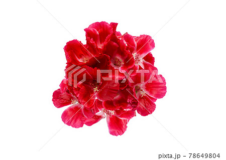 イロマツヨイグサの花束 78649804