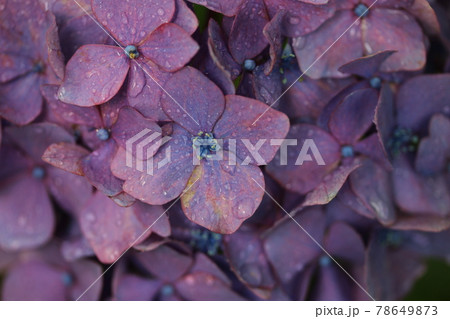 あじさい 雨 あじさい 雨 78649873