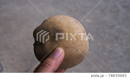 採れたてのじゃがいもを摘んでいる写真 採れたてのじゃがいもを摘んでいる写真 78650065