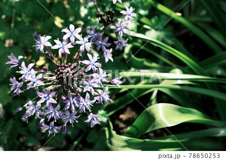 青く咲くシラーベルビアナの花「ネガ調」 78650253