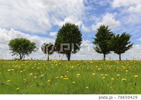 Wild flowers and pines, Patagonia 78650429