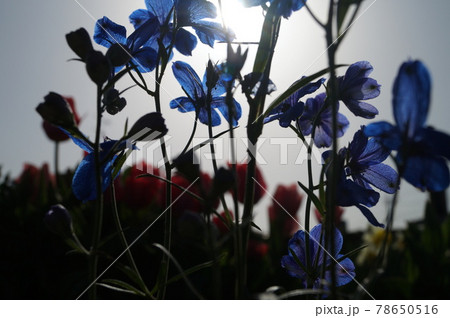太陽の日差しを背にした青い花 デルフィニウムの写真素材 太陽の日差しを背にした青い花 デルフィニウムの写真素材