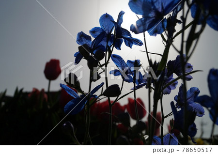 光と影のデルフィニウム青色の花 右寄せの写真素材