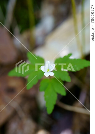 1889　ヒメイチゲ 78650577