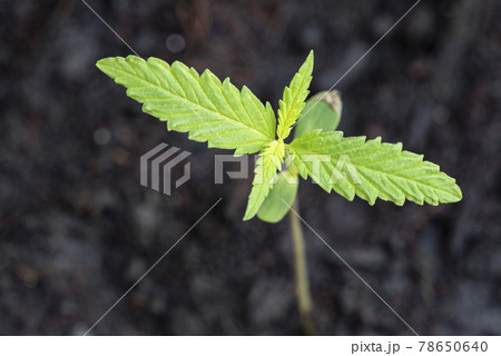 Marijuana seed natural small green hemp sprout seedling, cannabis seeds on soil background, close up of planting hemp seeding agriculture herbal medicine Marijuana seed natural small green hemp sprout seedling, cannabis seeds on soil background, close up of planting hemp seeding agriculture herbal medicine 78650640