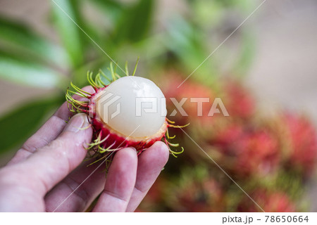 Rambutan fruit on hand harvest from the garden, Fresh and ripe rambutan sweet tropical fruit peeled rambutan with leaves 78650664