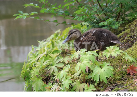 成長中の鴨の幼鳥 78650755