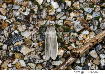 キマエクロホソバ 78650756