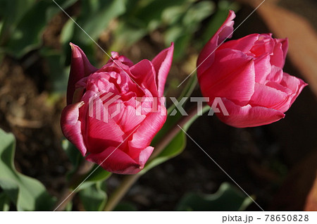 濃いピンクの八重咲きチューリップ二つの写真素材