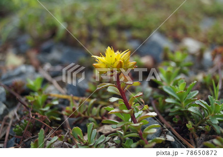 黄色の花を付ける多肉植物 エゾノキリンソウの写真素材