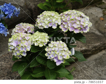 奈良長谷寺の色とりどりな紫陽花の花の写真素材