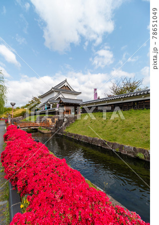 勝龍寺城跡　キリシマツツジ 78651049