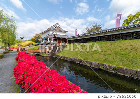 勝龍寺城跡　キリシマツツジ 78651050