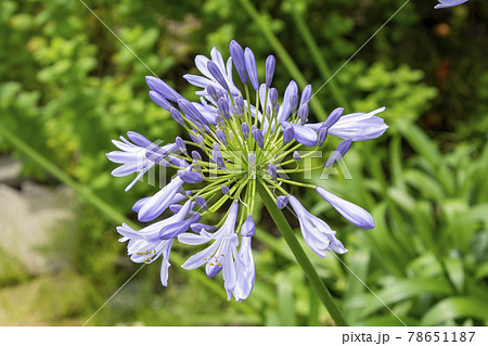 ムラサキクンシランの花 ムラサキクンシランの花 78651187