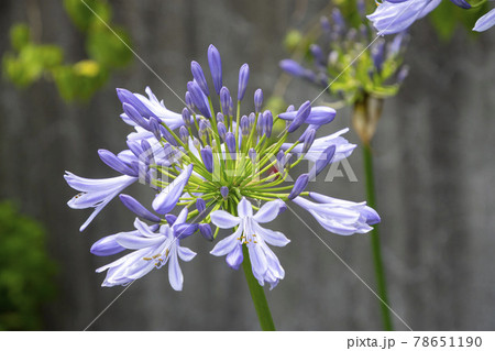 ムラサキクンシランの花 ムラサキクンシランの花 78651190