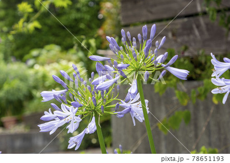 ムラサキクンシランの花 ムラサキクンシランの花 78651193