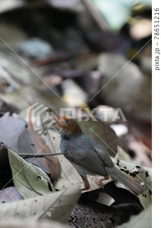 シンガポールの野鳥　カタツムリを見つけたアカガオサイホウチョウ 78651216