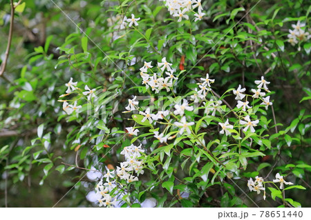 ツル性白い小花 ツル性白い小花 78651440