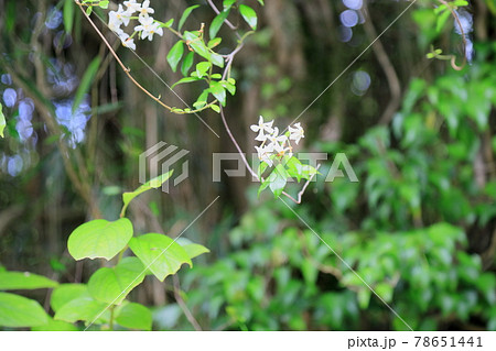 白い小花 花芯セット
